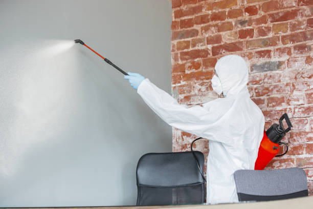 Reliable Batavia, OH Mold Removal Solutions