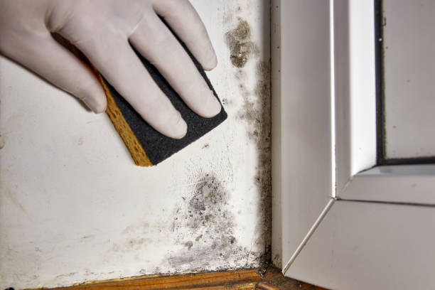 Best Mold Odor Removal Services  in Batavia, OH