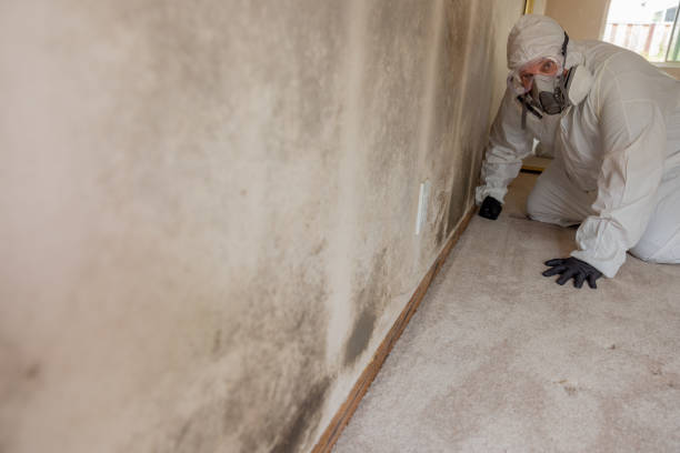 Best Mold Remediation for Rental Properties  in Batavia, OH